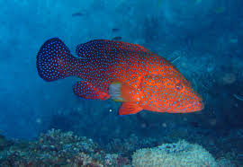 Gaduudow Dumaashi Dhabe